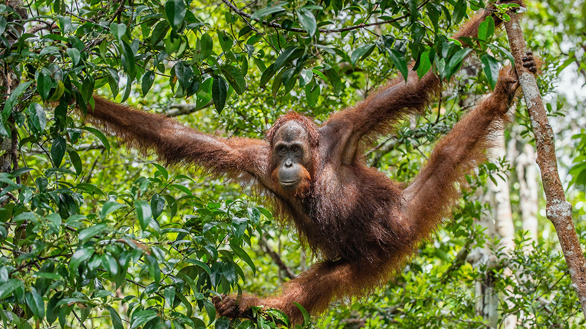 Московский зоопарк рассказал о лечении орангутана Джелая