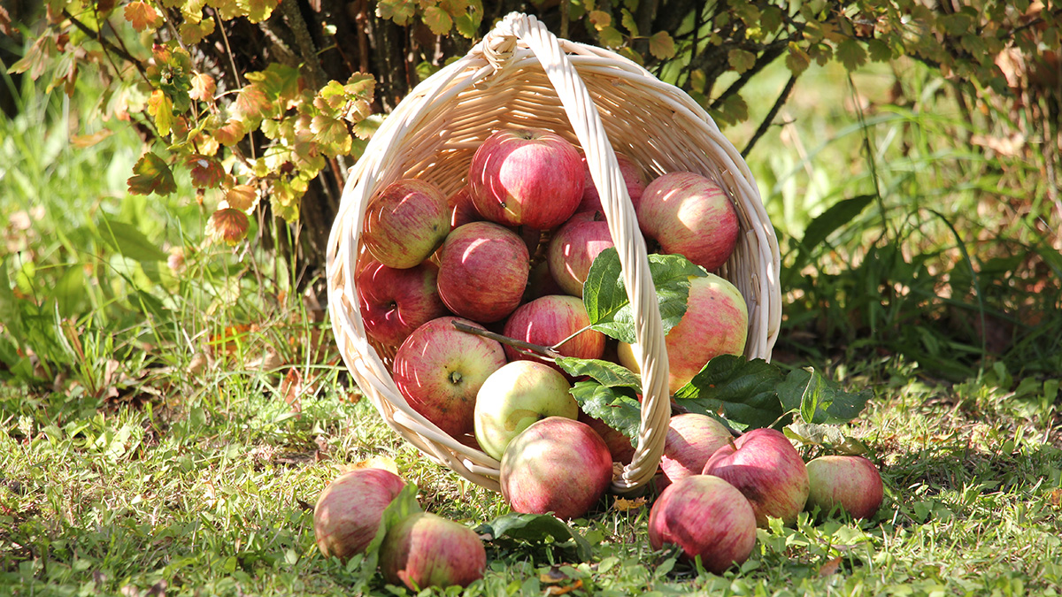 Чем обрабатывают магазинные яблоки