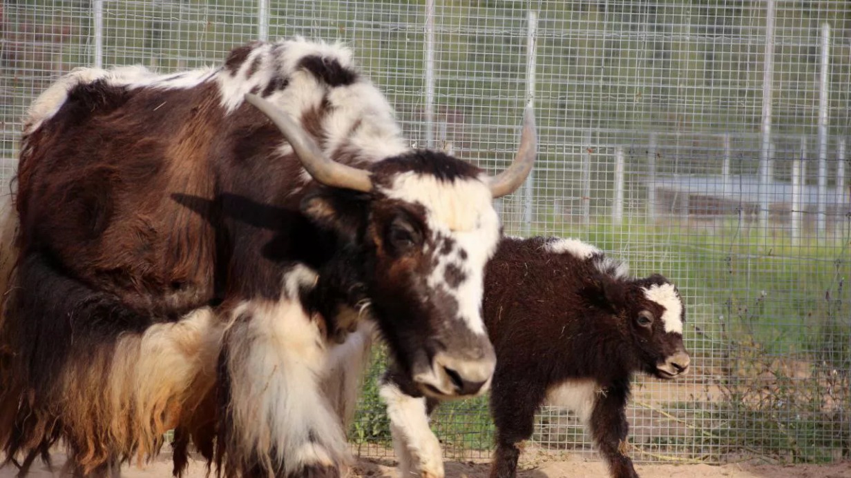 Детеныш домашнего яка родился в Московском зоопарке