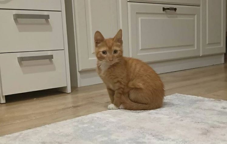 Уголовное дело возбудили против мужчины, засунувшего кота в микроволновку