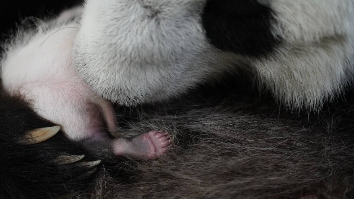 «Чернеет на глазах»: Московский зоопарк показал кадры с подросшим малышом панды