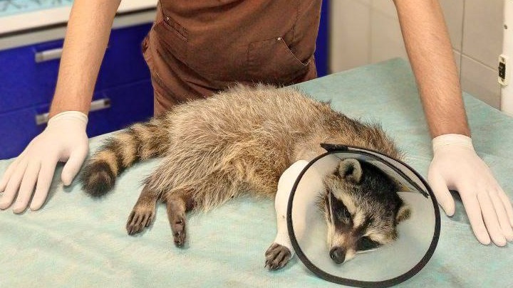 Ветеринары спасли енота от ампутации лапы в Подмосковье
