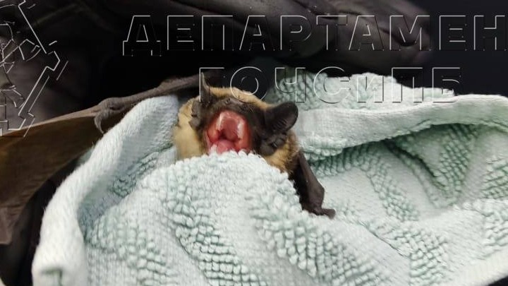 Летучая мышь залетела в квартиру в Солнцеве