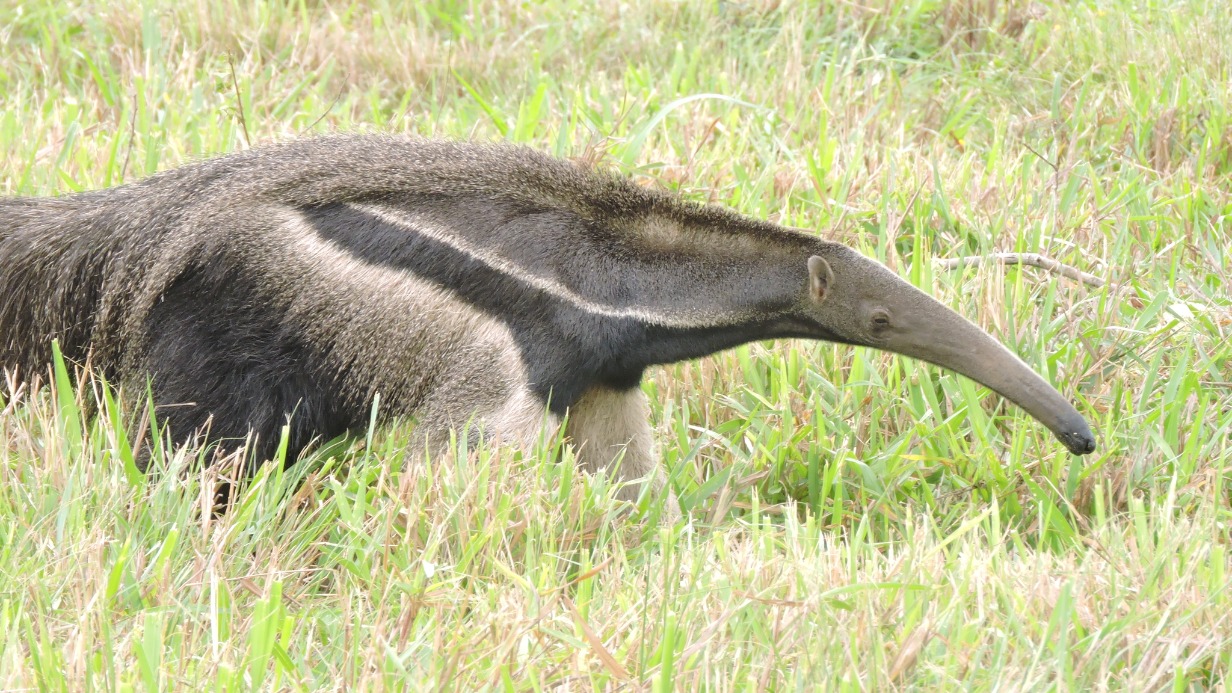 «Что удивительного»: Московский зоопарк поделился видео с гигантским муравьедом