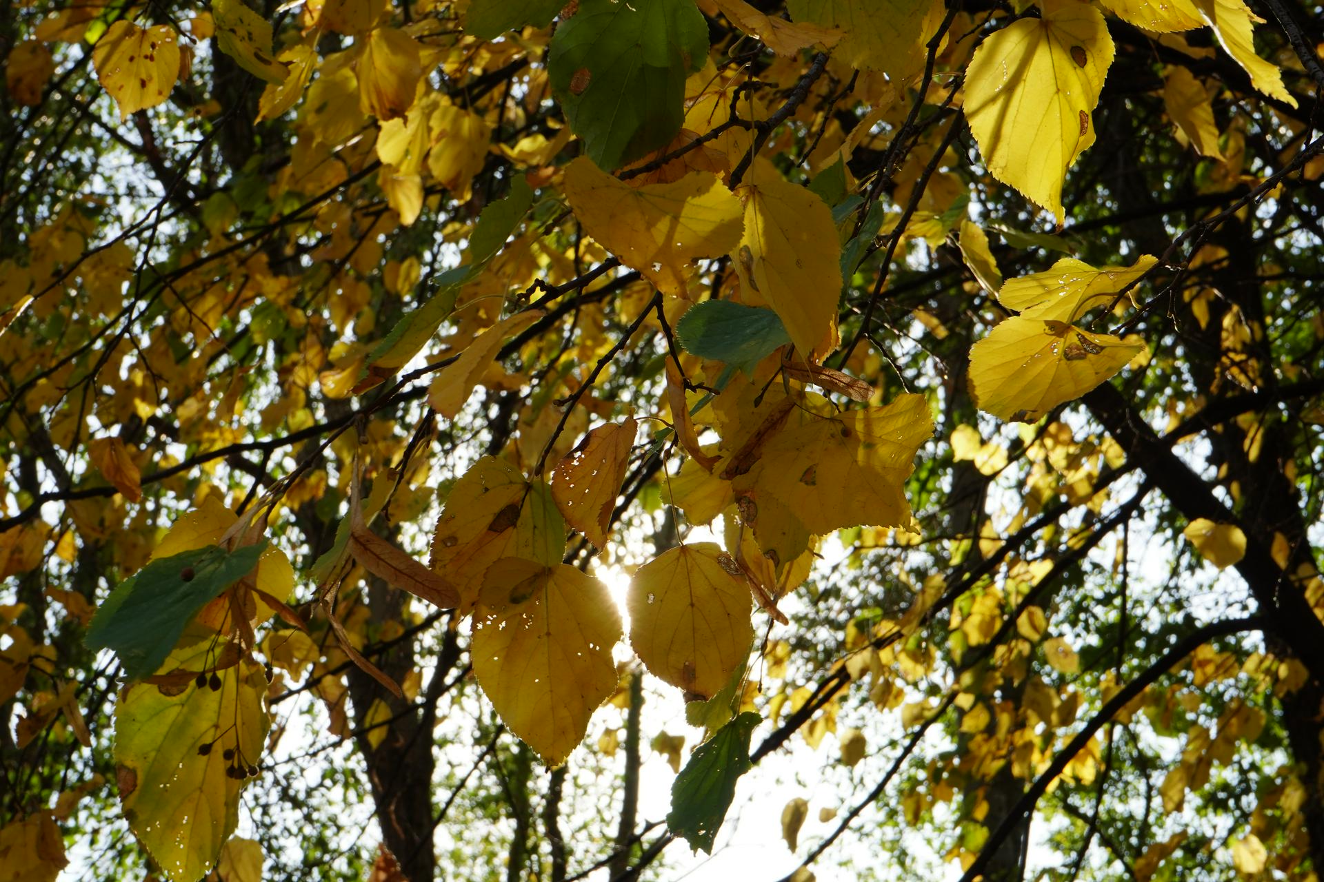 Синоптики пообещали москвичам до 20 градусов тепла 27 сентября
