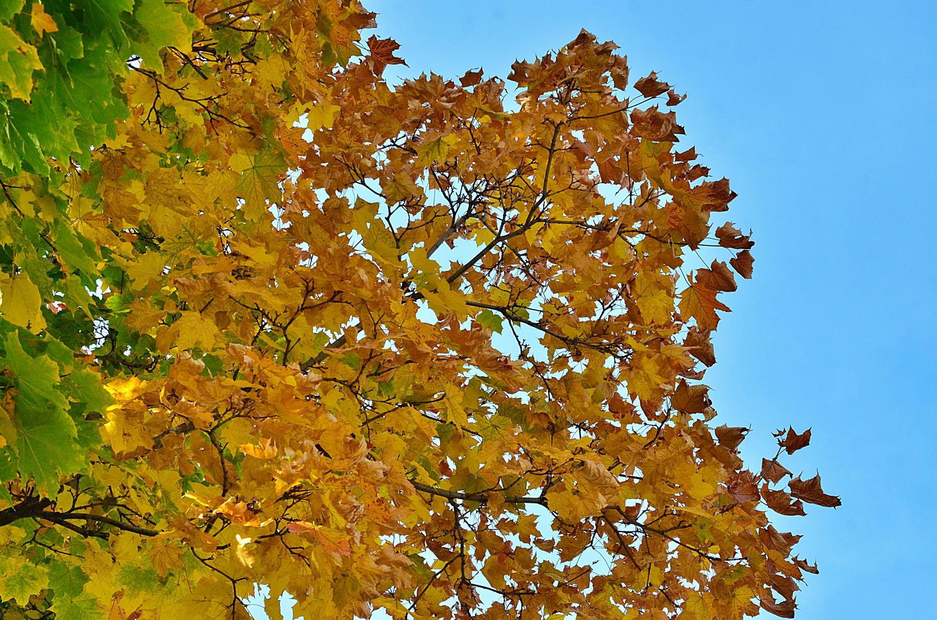 Синоптики пообещали москвичам кратковременный дождь 1 октября