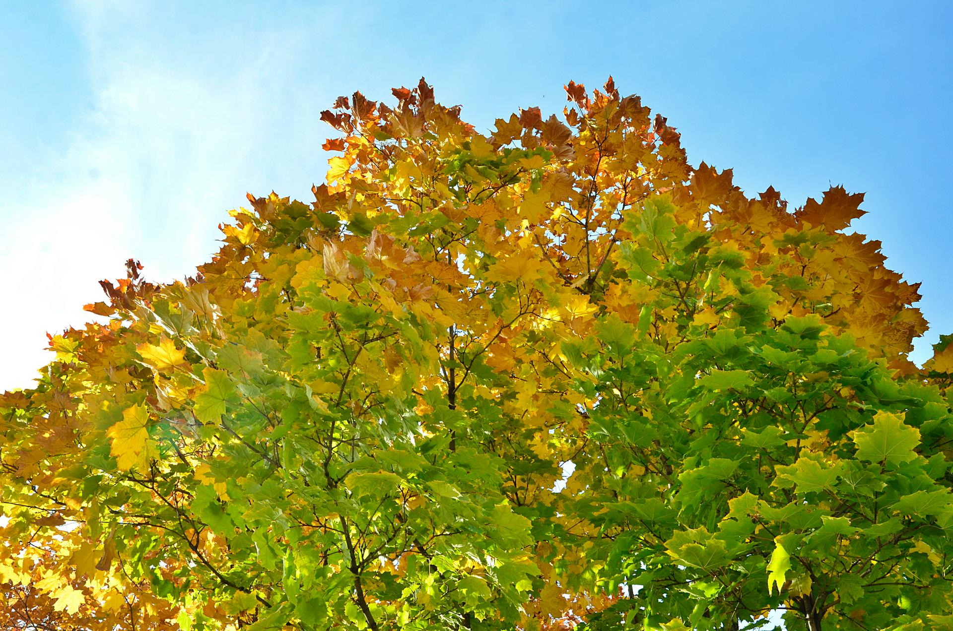 Синоптики пообещали москвичам до 23 градусов тепла 30 сентября