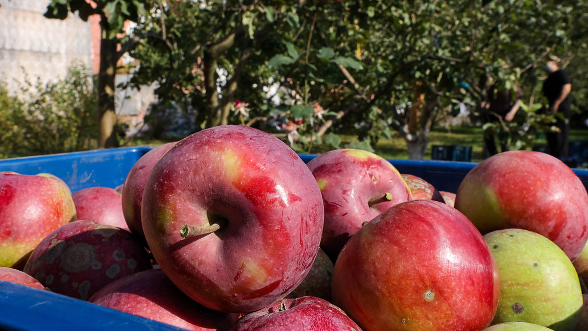 «Лечат заболевания ЖКТ»: диетолог Королева рассказала о пользе яблок