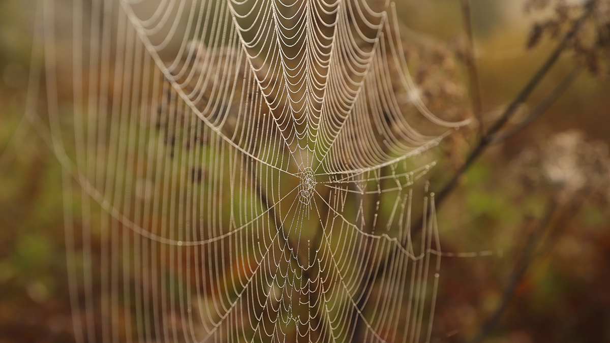 Народные приметы на 8 марта 2026 года