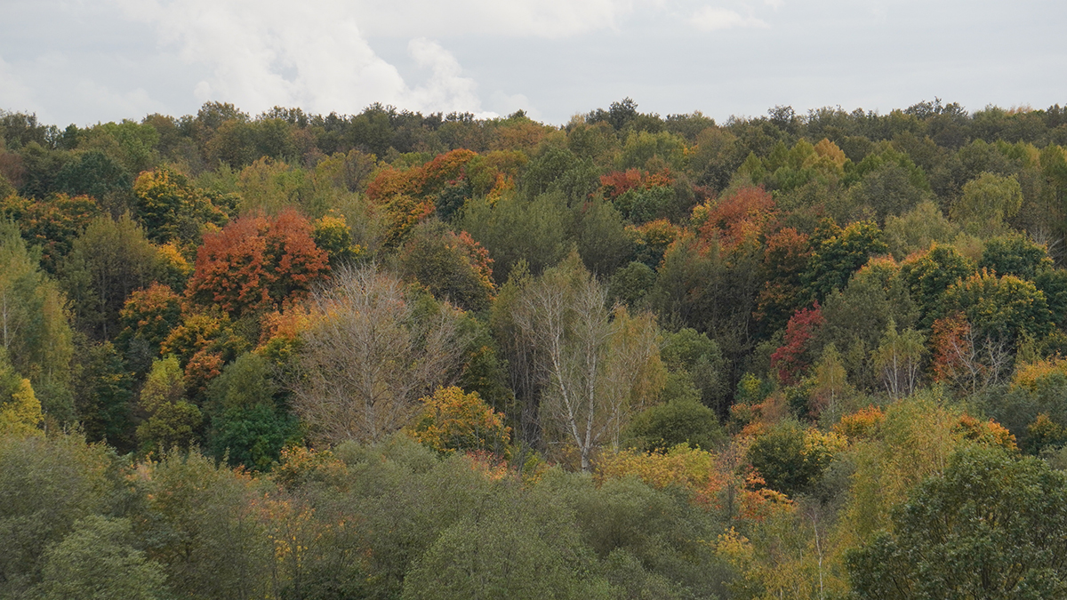 В Подмосковье спасли 90-летнего грибника, заблудившегося в лесу