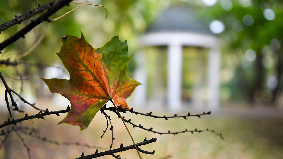 Частоту уборки листьев в городе увеличили вдвое