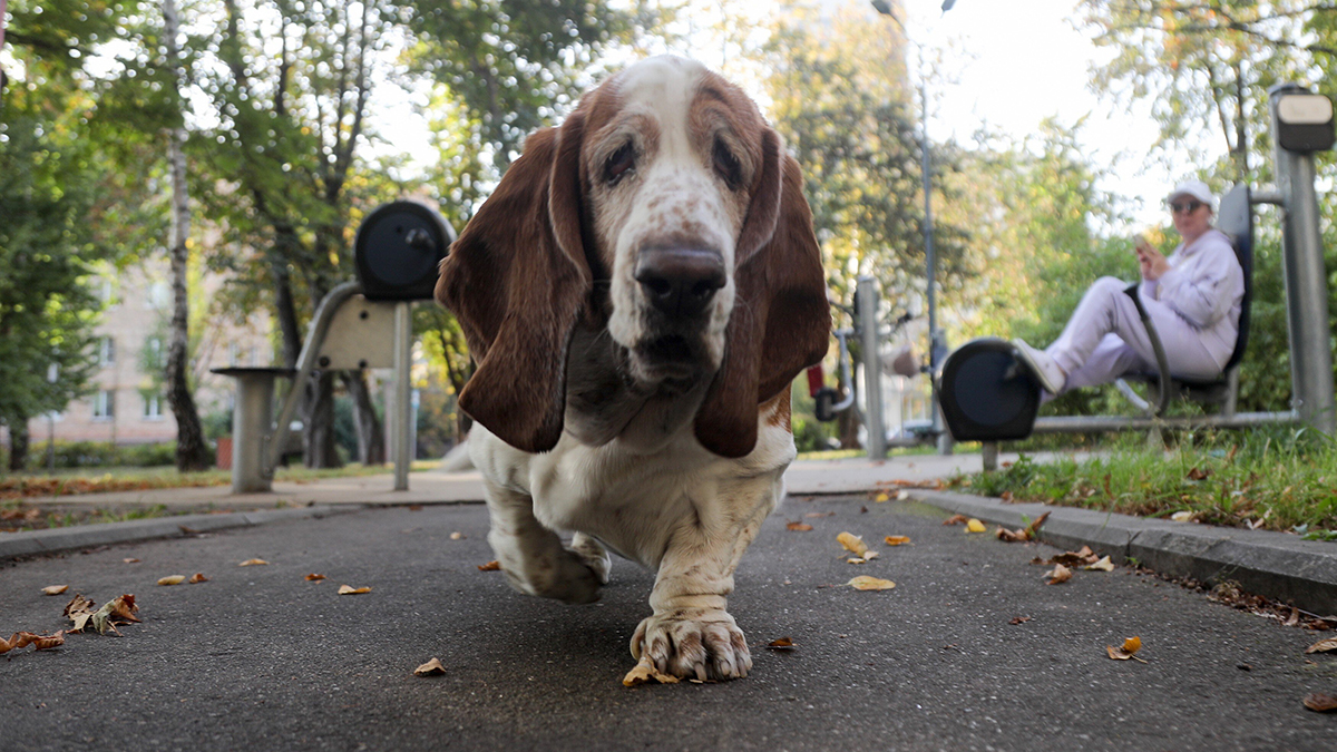 Кинолог Голубев рассказал, бывает ли осенняя депрессия у собак