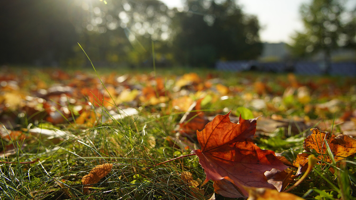 «Штурм суточного рекорда»: синоптик Леус сообщил о потеплении в Москве и области