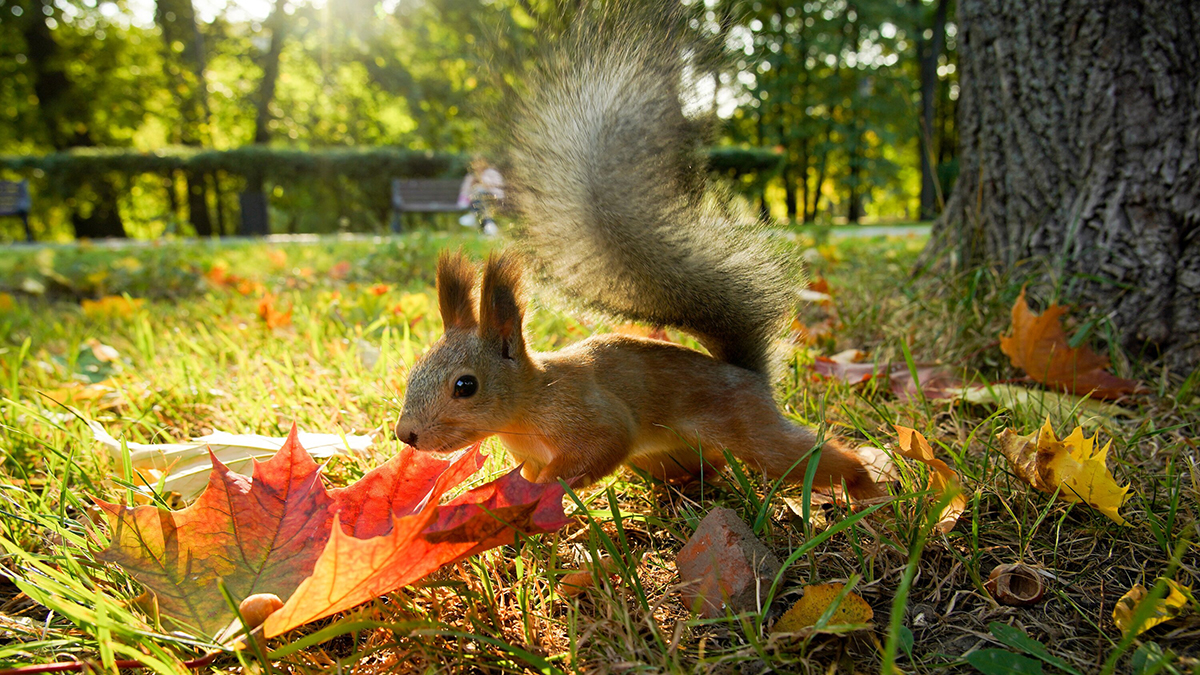Посетители фестиваля дикой природы увидят лучшие фотоработы со всего мира
