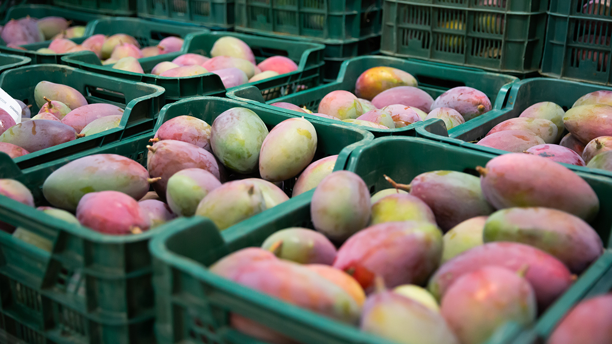 Можно ли заразиться вирусом Нипах через фрукты