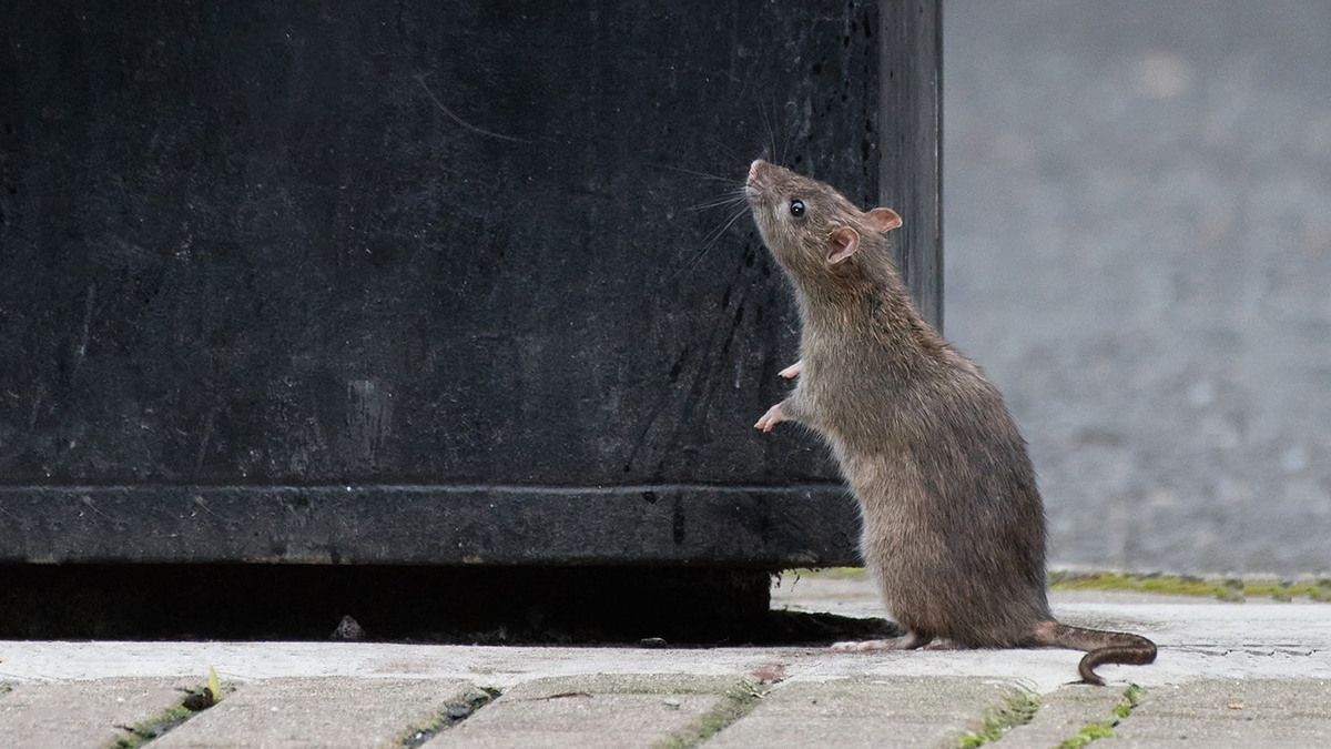 Последствия глобального потепления: нашествие крыс