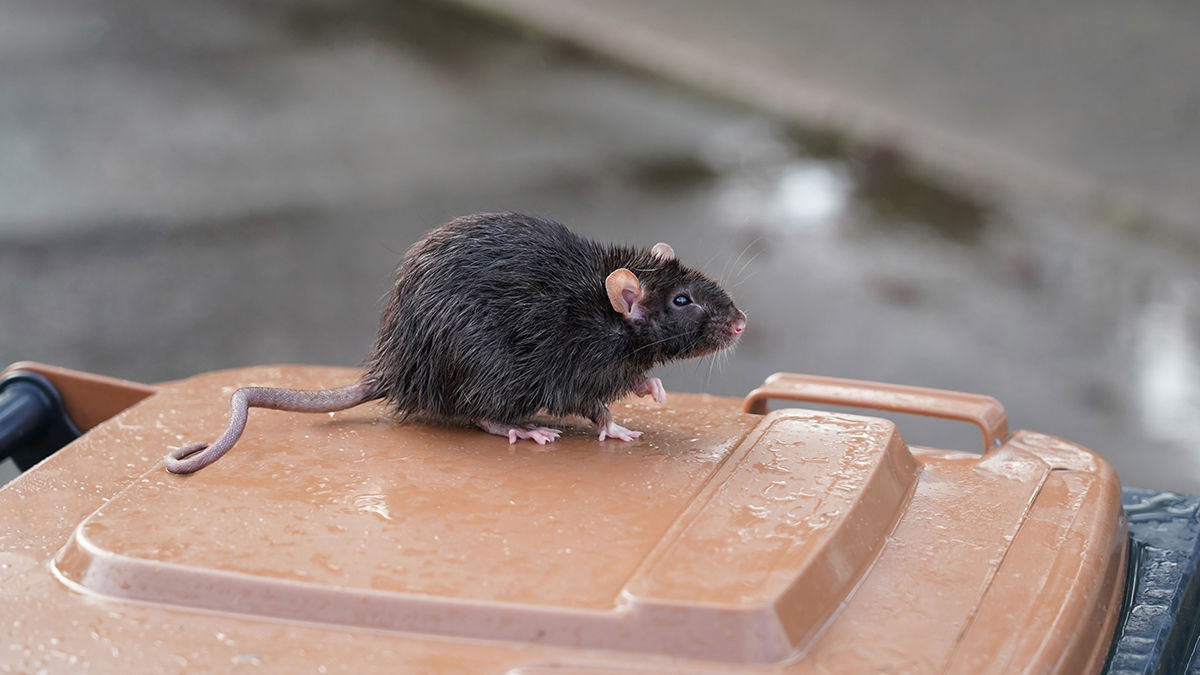 Роспотребнадзор проверит ТЦ во Владивостоке, в котором нашли крысу на прилавке