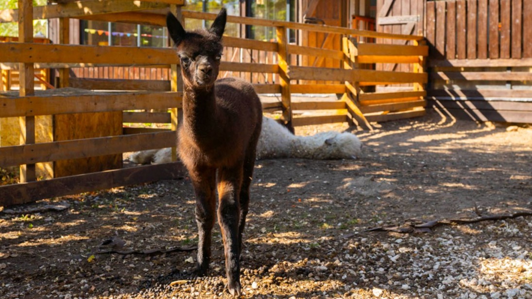 Москвичи выберут имя для новорожденной альпака в проекте «Активный гражданин»