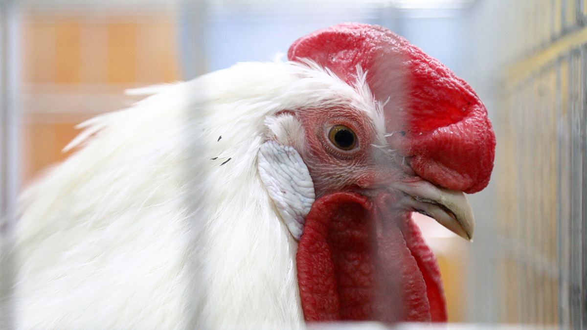 «Ужасные создания»: телеведущий испугался курицы и уронил ее прямо в эфире