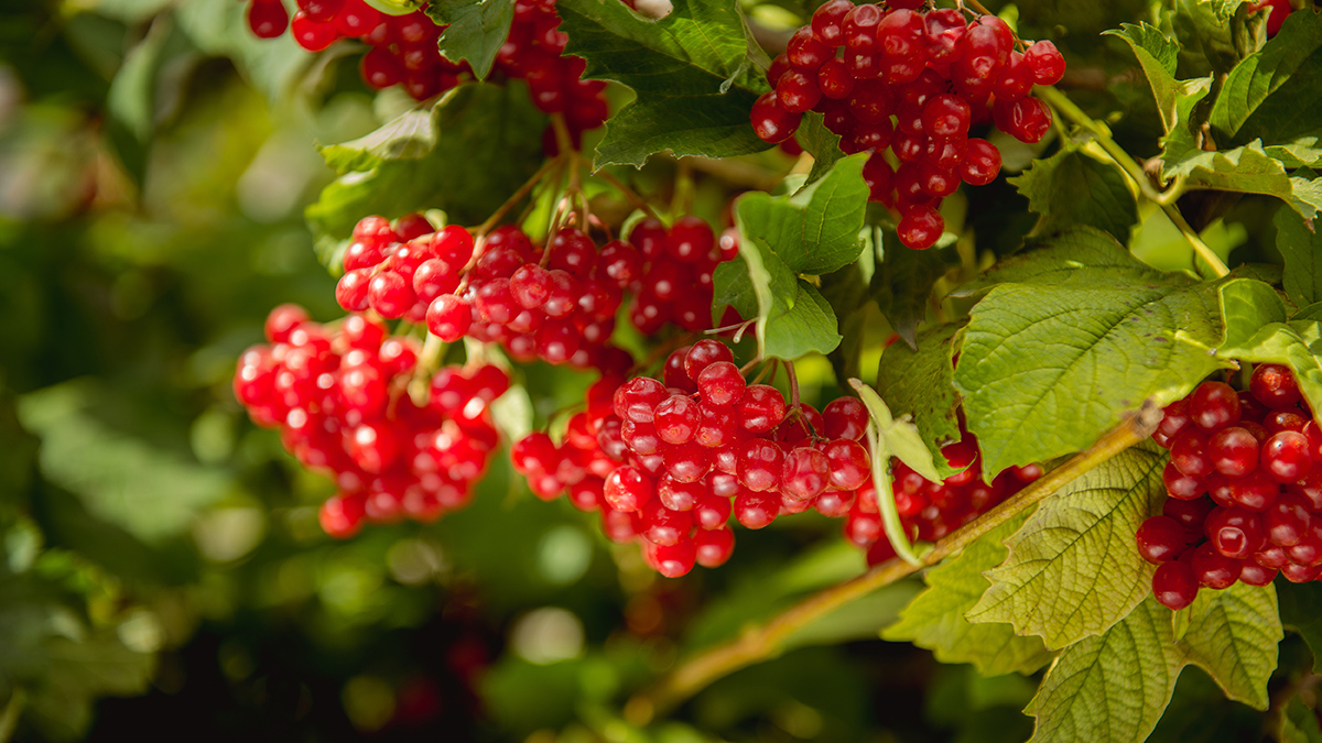 Врач Балобанова рассказала о пользе калины 