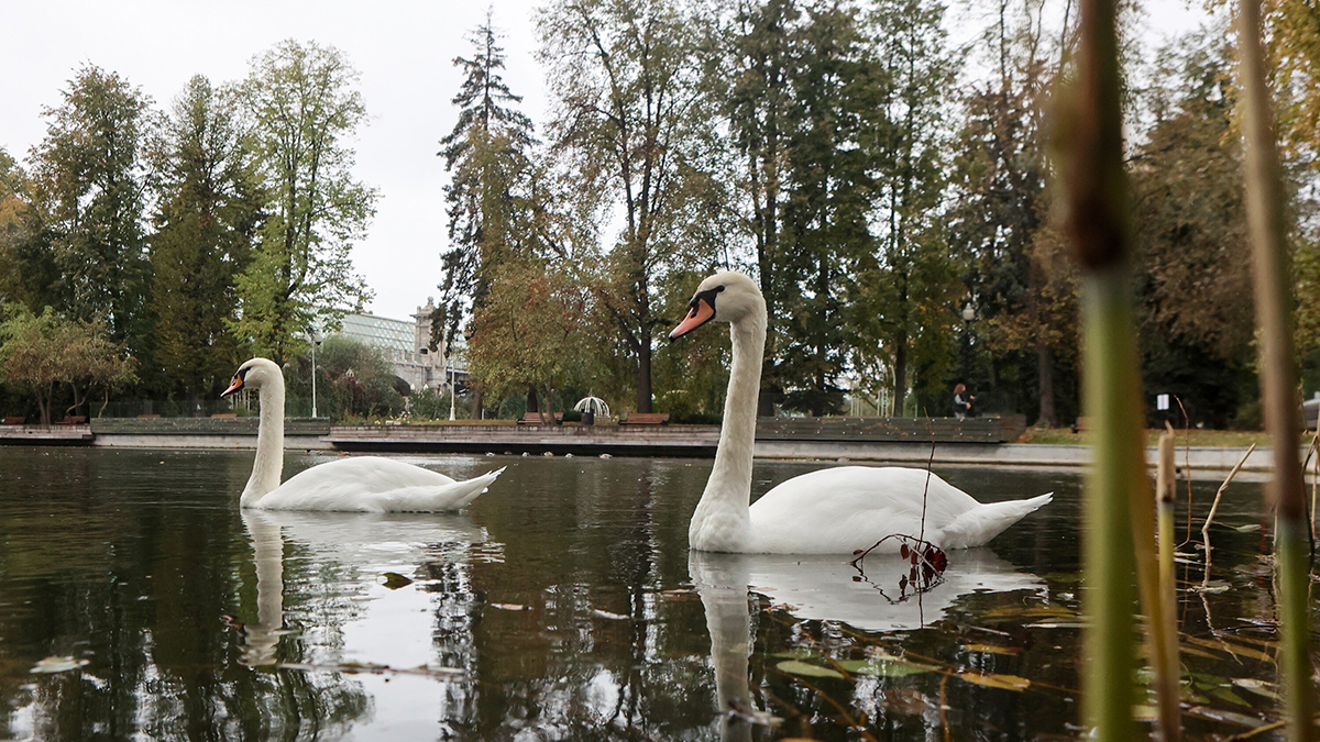 Сотрудники питомника рассказали, как прошло спасение лебедей в центре Москвы
