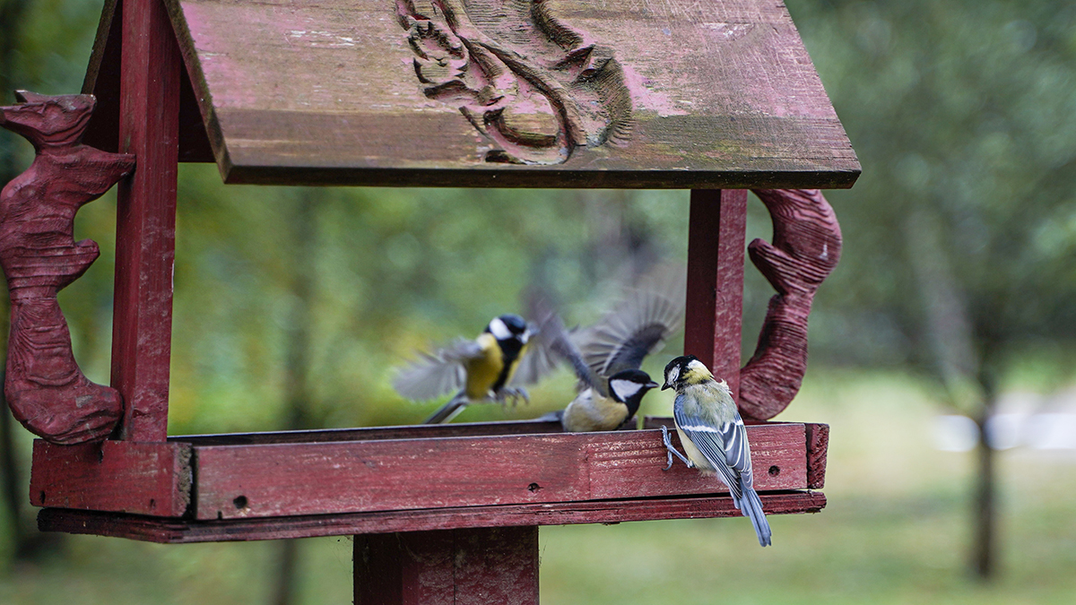 Московский инженер-изобретатель Кучмин принял участие в мастер-классе по изготовлению кормушек в ЮАО