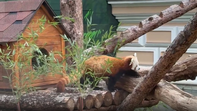 «Минутка отдыха»: Московский зоопарк показал кадры с прогулкой красной панды