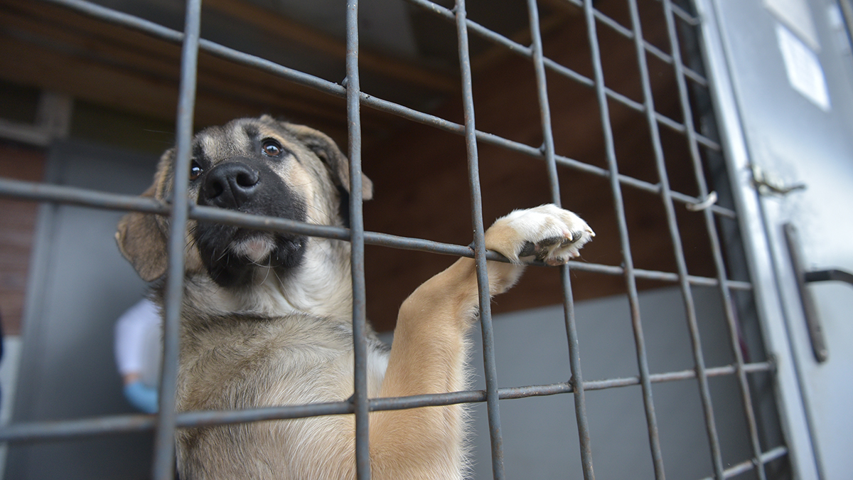 Певица Мона и Джарахов рассказали, что делали с собаками в зоогостинице DogTown