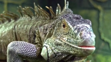«Настоящий дракон»: Московский зоопарк показал брутальную игуану Квинси