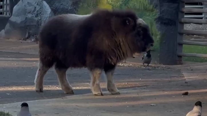 «Мил и любознателен»: в Московском зоопарке показали кадры с овцебыком Фунтиком