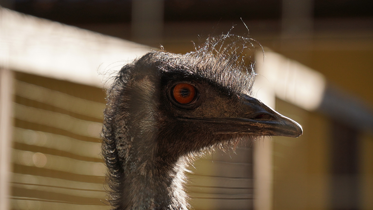 Сбежавшего с фермы страуса Васю не могут поймать в Коми уже четыре дня