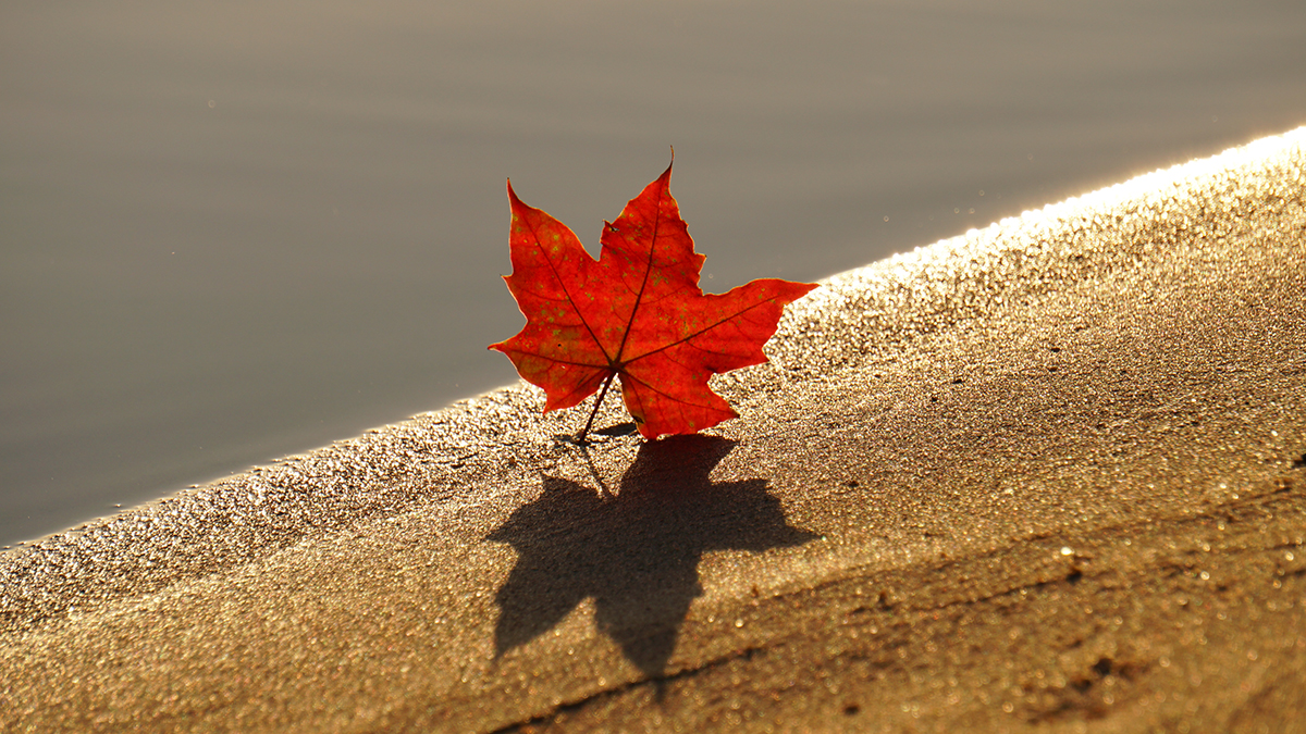 Россиянам напомнили о длинных ноябрьских выходных