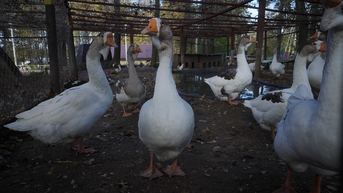 Nation Geographiс показал танец гусей, имитирующих дождь