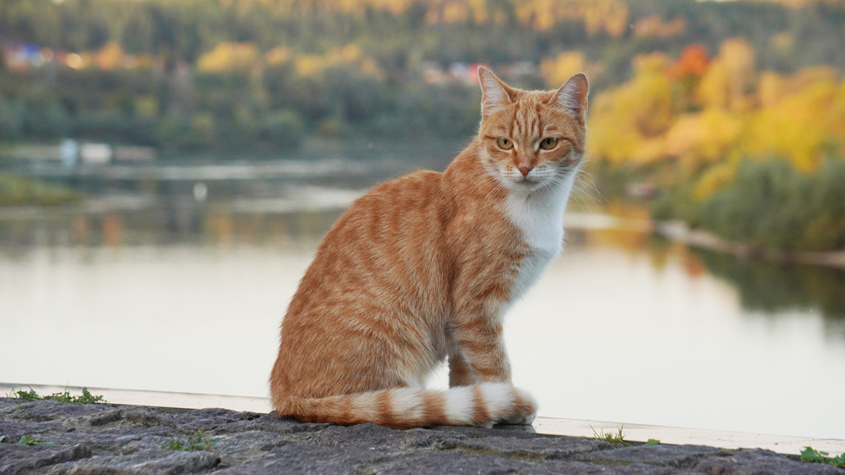 Особые гены: ученые раскрыли тайну окраски рыжих котов