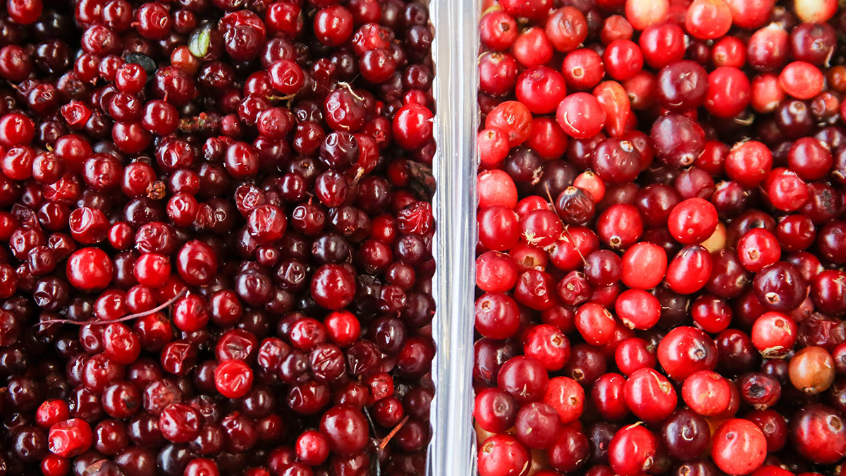 В Госдуме напомнили о лишении свободы за сбор некоторых ягод