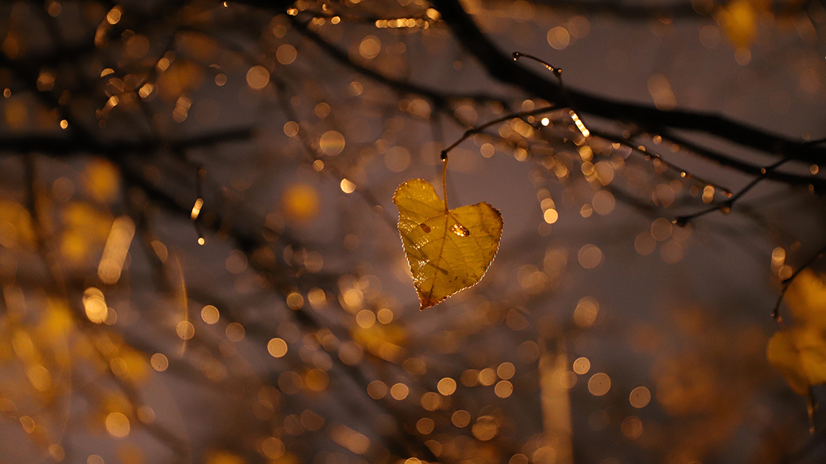 Синоптики спрогнозировали до двух градусов тепла в Москве 25 октября