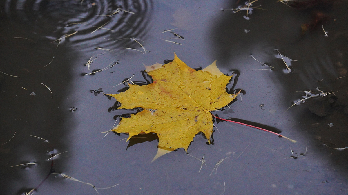 Выше нормы: москвичам рассказали о погоде на неделю