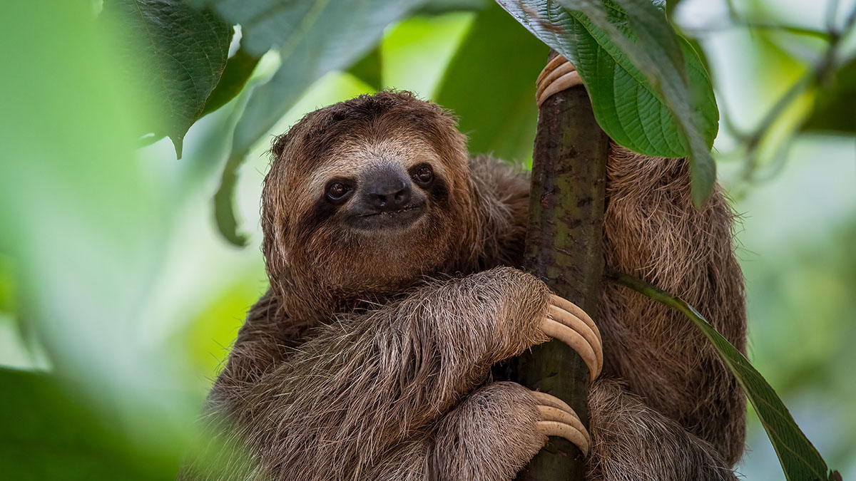 «Лихорадка ленивца»: что это за вирус, какие у него симптомы и для кого он смертелен