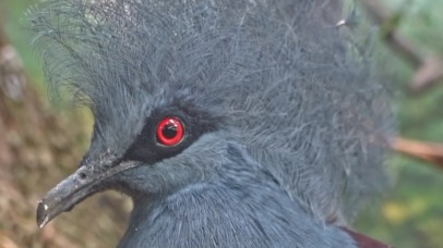 «Небесная голубизна»: Московский зоопарк показал красоту венценосного голубя