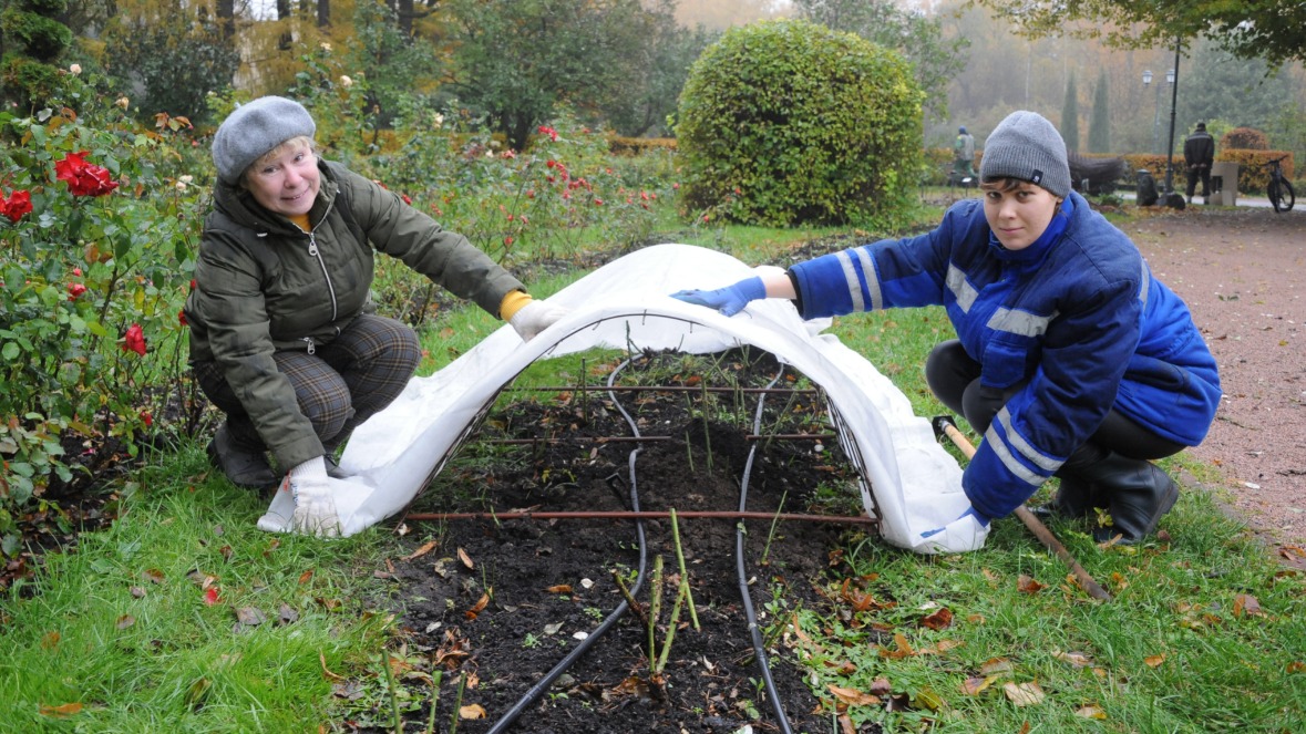 Специалисты отдела садово-паркового хозяйства парка «Сокольники» Марина Семенюк (слева) и Анастасия Григорьева укрывают розы лутрасилом, чтобы цветы не замерзли в холода. Это финальный этап подготовки роз к зимнему периоду