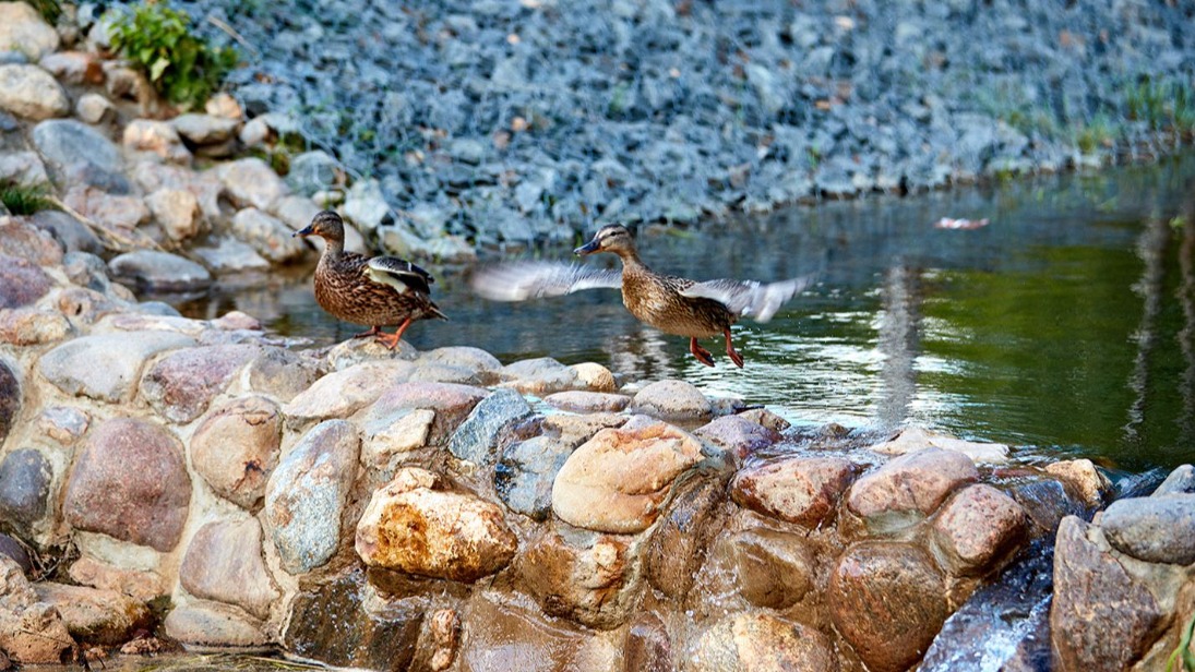 Каскад Дорожного пруда реконструировали в Покровском парке