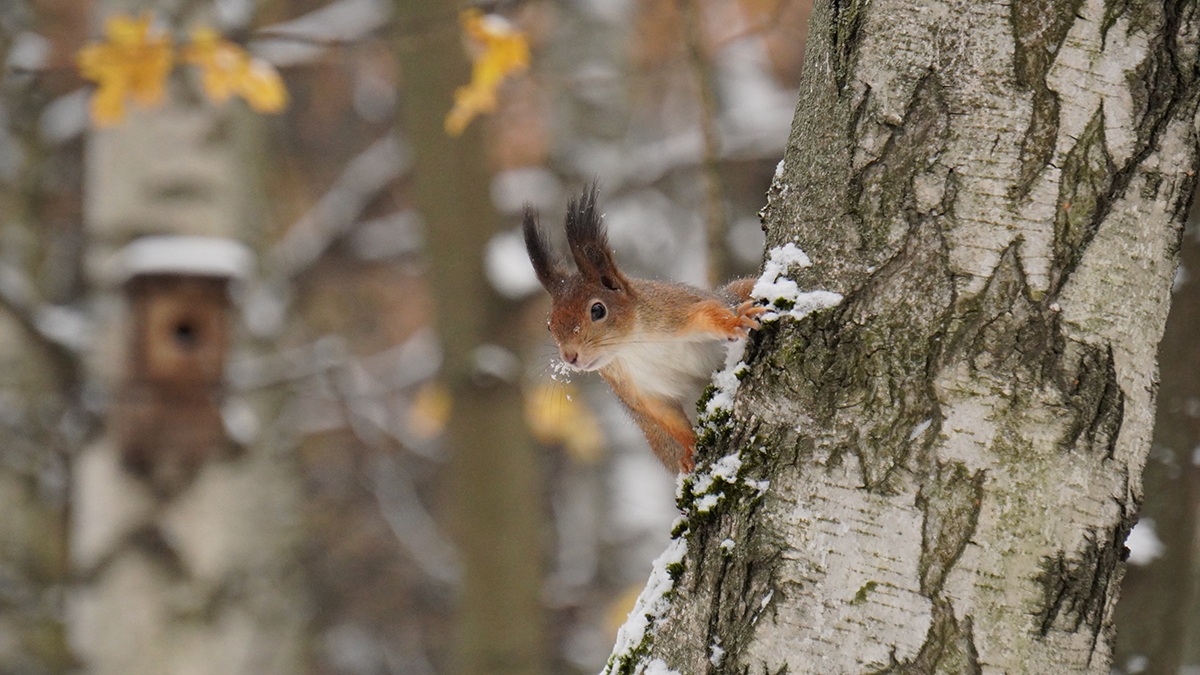 Вильфанд предупредил москвичей о похолодании и снеге на следующей неделе