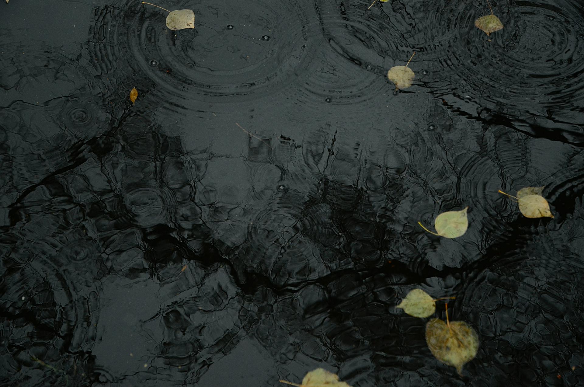 Синоптики спрогнозировали дождливую теплую погоду в Москве 2 ноября