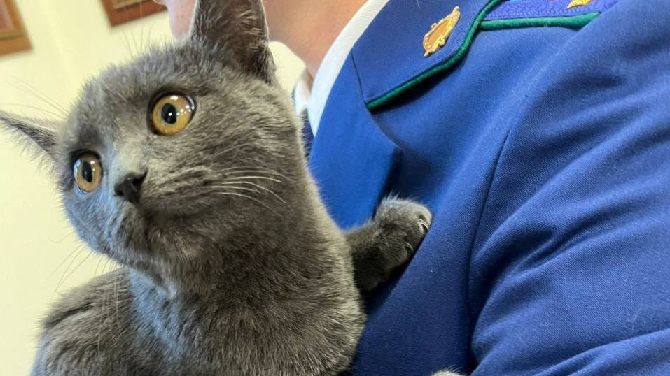 Четыре дня без еды и воды: как в Москве спасали запертого в машине кота и что с его хозяином