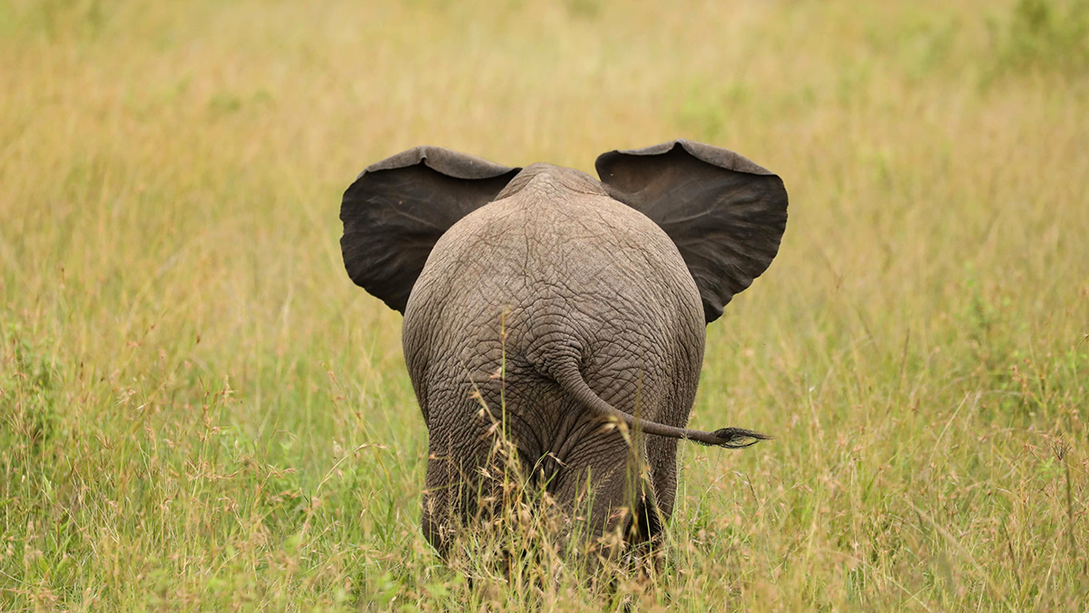 Mash: Трех прогуливающихся слонов заметили у трассы Сызрань — Саратов