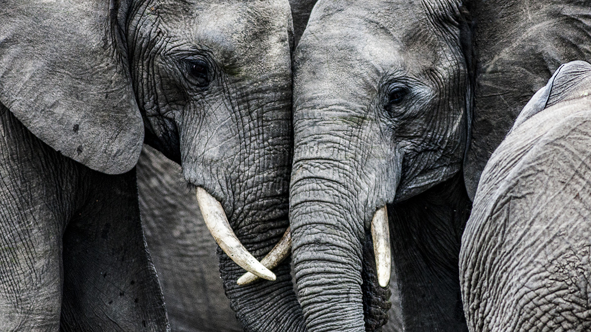 Спасти тонущих после наводнения слонов пытаются в Таиланде