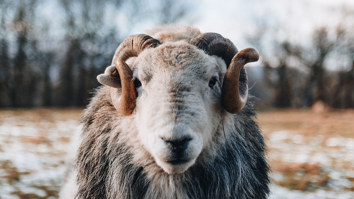 Липчанка заявила, что бараны соседей-мигрантов съели ее овощи для бойцов СВО
