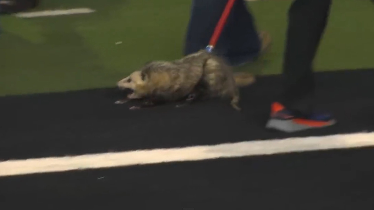 В Техасе опоссум выбежал на поле и прервал матч по американскому футболу