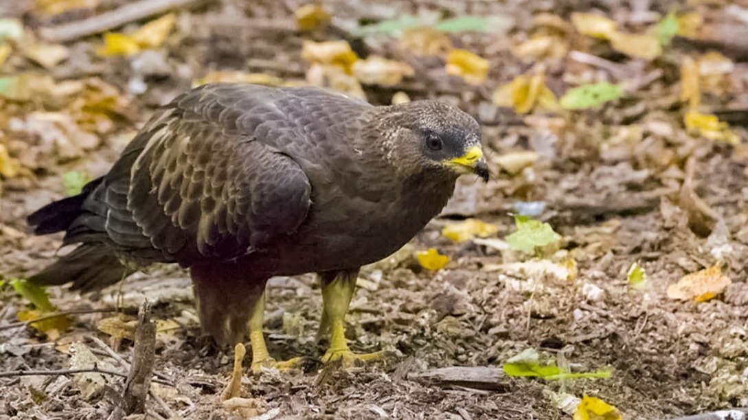 Москвичам рассказали, где увидеть краснокнижную птицу осоеда