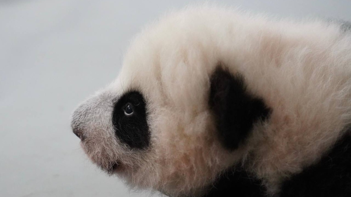 «Осознанный взгляд»: в Московском зоопарке показали подросшую малышку панду